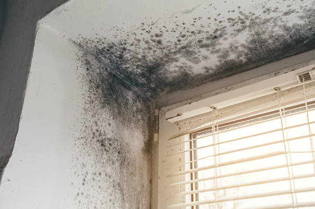 Affordable Mold Remediation solutions in Ferrum, VA